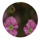 DwarfGiantFarm 2000Pcs A Set double pink babysbreath Seed Prodgf