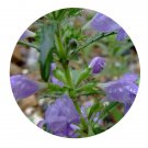 DwarfGiantFarm 200Pcs A Set Dracocephalum moldavica L Seed  Prodgf