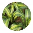 DwarfGiantFarm 200Pcs A Set Draceana arborea Seed  Prodgf