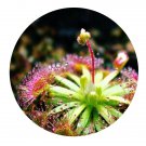 DwarfGiantFarm 200Pcs A Set Drosera capillaris Seed  Prodgf