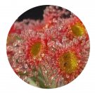 DwarfGiantFarm 200Pcs A Set Drosera ordensis Seed Prodgf
