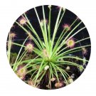 DwarfGiantFarm 200Pcs A Set Drosera paradoxa Seed Prodgf