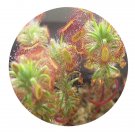 DwarfGiantFarm 200Pcs A Set Drosera pelata Smith ex Willd nata Seed Prodgf