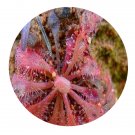 DwarfGiantFarm 200Pcs A Set Drosera spathulata Labill Seed  Prodgf