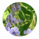 DwarfGiantFarm 200Pcs A Set Duranta repens cv. variegata Seed   Prodgf