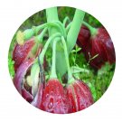 DwarfGiantFarm 200Pcs A Set Dysosma pleiantha Seed  Prodgf