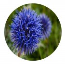 DwarfGiantFarm 200Pcs A Set Echinops sphaerocephalus Linn Seed  Prodgf