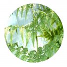 DwarfGiantFarm 200Pcs A Set Drynaria fortunei Seed  Prodgf