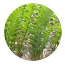 DwarfGiantFarm 200Pcs A Set Drynaria roosii Seed  Prodgf