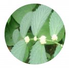 DwarfGiantFarm 200Pcs A Set Elatostema platyphyllum Seed   Prodgf