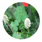 DwarfGiantFarm 200Pcs A Set Drimiopsis kirkii Seed  Prodgf