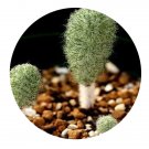 DwarfGiantFarm 20Pcs A Set Eriospermum brevipe Seed Prodgf