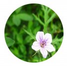 DwarfGiantFarm 200Pcs A Set Erodium stephanianum Seed  Prodgf