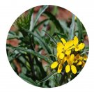 DwarfGiantFarm 200Pcs A Set Erysimum bracteatum W. W. Smith Seed  Prodgf