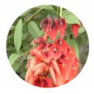 DwarfGiantFarm 200Pcs A Set Erythrina corallodendron Seed  Prodgf