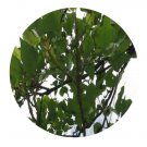 DwarfGiantFarm 200Pcs A Set Erythrina Stricta Roxb Seed  Prodgf