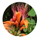 DwarfGiantFarm 200Pcs A Set Erythrina indica Lam Seed  Prodgf