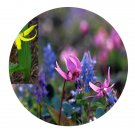 DwarfGiantFarm 200Pcs A Set Erythronium japonicum Decne. Seed   Prodgf