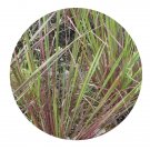 DwarfGiantFarm 200Pcs A Set Eriochloa villosa Seed   Prodgf