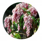 DwarfGiantFarm 200Pcs A Set Horse intoxicated Pieris Seed  Prodgf