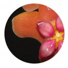 DwarfGiantFarm 200Pcs A Set Hoya benguetensis Seed  Prodgf