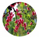 DwarfGiantFarm 200Pcs A Set Amygdalus persica cv.Pendula Seed  Prodgf