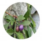 DwarfGiantFarm 200Pcs A Set Ampelopsis japonica Seed   Prodgf