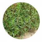 DwarfGiantFarm 200Pcs A Set Ammannia multiflora Seed   Prodgf