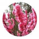DwarfGiantFarm 200Pcs A Set Amygdalus triloba Seed Prodgf