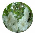 DwarfGiantFarm 200Pcs A Set Amygdalus persica Linn Seed Prodgf