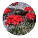 DwarfGiantFarm 200Pcs A Set Androsace bulleyana Forrest Seed  Prodgf