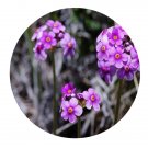 DwarfGiantFarm 200Pcs A Set Androsace spinulifera Seed  Prodgf