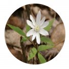 DwarfGiantFarm 200Pcs A Set Anemone altaica Fisch.ex C.A.Mey Seed  Prodgf