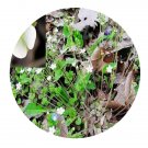 DwarfGiantFarm 200Pcs A Set Androsace umbellata Seed  Prodgf