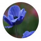 DwarfGiantFarm 200Pcs A Set Anemone coronaria Seed  Prodgf