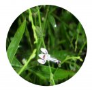 DwarfGiantFarm 200Pcs A Set Andrographis paniculata Seed Prodgf