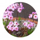 DwarfGiantFarm 200Pcs A Set Androsace rigida Hand.-Mazz Seed Prodgf