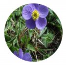 DwarfGiantFarm 200Pcs A Set Anemone demissa Mook Seed Prodgf