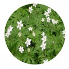 DwarfGiantFarm 200Pcs A Set Anemone cathayensis Kitag Seed Prodgf
