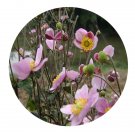 DwarfGiantFarm 200Pcs A Set Anemone vitifolia Buch Seed Prodgf