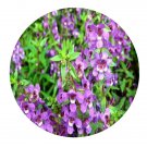 DwarfGiantFarm 200Pcs A Set Angelonia Seed Prodgf