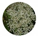 DwarfGiantFarm 200Pcs A Set Angelica acutiloba Seed Prodgf