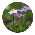 DwarfGiantFarm 200Pcs A Set Anemone obtusiloba Seed Prodgf