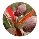 DwarfGiantFarm 200Pcs A Set Anarcardiaceae Seed Prodgf