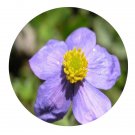 DwarfGiantFarm 200Pcs A Set Anemone trullifolia Hook f et Thoms Seed Prodgf