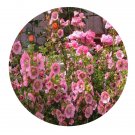 DwarfGiantFarm 200Pcs A Set Anisodontea capensis Seed  Prodgf