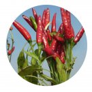DwarfGiantFarm 200Pcs A Set apsicum frutescens var Seed   Prodgf