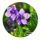 DwarfGiantFarm 200Pcs A Set Aquilegia japonica Seed Prodgf