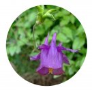 DwarfGiantFarm 200Pcs A Set Aquilegia yabeana Kitag Seed  Prodgf