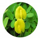 DwarfGiantFarm 200Pcs A Set Arachis duranensis Seed  Prodgf